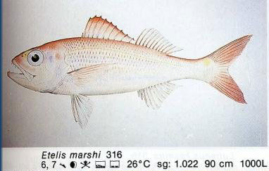 Etelis marshi